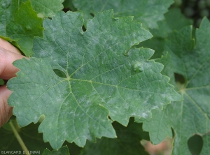 Discreet white fluffy spots dot the limb of this vine leaf.  <i> <b> Erysiphe necator </b> </i> (powdery mildew)