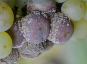 Note the strong sporulation of <i> <b> Botrytis cinerea </b> </i> on colonized white grape berries.