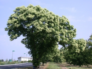 châtaignier en pleine floraison