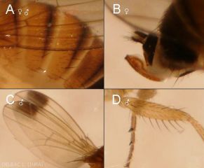 Drosophila suzukii2