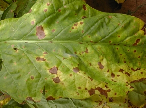 Alternaria-Zimbabwe2