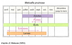 metcalfa-cycle