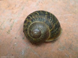 The small gray snail is large in size with a golden-brown shell with brown bands.