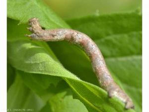 Looper caterpillar of <em> Peribatodes rhomboidaria </em>.  photo by J. Bayle (insecte.org)