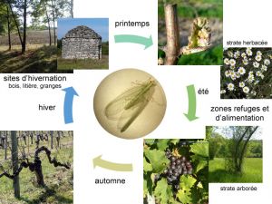 biologie-chrysope