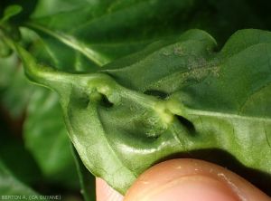 Midge galls on the midrib of a pepper leaf (<i><b>Clinodiplosis capsici</b></i>).