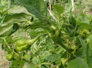 Midge galls at the base of a pepper leaf (<i><b>Clinodiplosis capsici</i></b>).