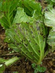 Small necrotic spots: <i><b>Xanthomonas campestris</b></i>