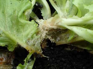 Wet rot at the collar of a young lettuce.  Numerous sclerotia of the fungus cover it.  <b><i>Athelia rolfsii</i></b> (<i><b>Sclerotium rolfsii</i></b>, "southern blight").