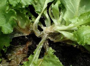 Wet rot at the collar of a young lettuce.  <b><i>Athelia rolfsii</i></b> (<i>Sclerotium rolfsii</i>, "southern blight").
