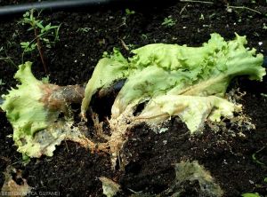Wet rot at the collar of a young lettuce which eventually caused it to wilt and collapse.  <b><i>Athelia rolfsii</i></b> (<i>Sclerotium rolfsii</i>, "southern blight").
