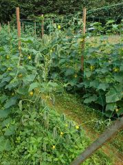 Withering of a cucumber stalk: <i><b>Ralstonia solanacearum</i></b>
