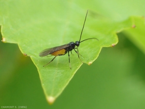 braconidae-vigne