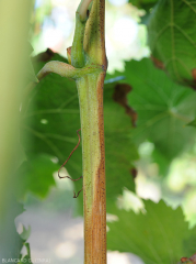 Partial ripening of a vine branch.  (<b> flavescence dorée </b>)