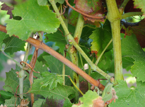 On this red grape vine we can see vine twigs with or without August.  (<b> flavescence dorée </b>)