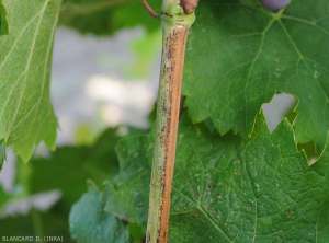 Sectoral ripening of a vine branch.  (<b> flavescence dorée </b>)