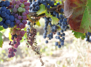 On one of the red grape clusters, the berries gradually wilt and shrivel.  the bunch in the background is completely dried out.  (<b> flavescence dorée </b>)