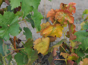 Appearance of a red grape branch showing symptoms of <b> flavescence dorée </b>.  The length of the branch is reduced and the leaves are yellowing, even reddening, and more or less curled.