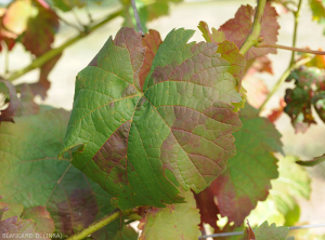Sectoral reddening on the surface of a red grape vine leaf.  (<b> flavescence dorée </b>)