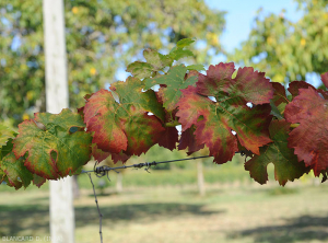 Red grape branch showing yellowing, reddening leaves, more or less rolled up.  (<b> flavescence dorée </b>)