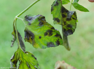 Several damp, blackish spots affect several tomato leaflets.  <b> <i> Didymella lycopercisi </i> </b> (<i> Didymella </i>, <i> Didymella </i> leaf spot)