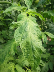 Mosaic and leaf deformation on tomato, <b> Tomato brown and rough fruit virus </b> (<i> Tomato brown rugose fruit virus </i>, ToBRFV), Pascal GENTIT (ANSES)