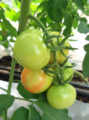 Discoloration on tomato fruits, <b> Tomato brown and rough fruit virus </b> (<i> Tomato brown rugose fruit virus </i>, ToBRFV), Pascal GENTIT (ANSES)