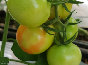  Discoloration on tomato fruits, Tomato brown and rough ( fruit virus Tomato brown rugose fruit virus , ToBRFV), Pascal GENTIT (ANSES) 