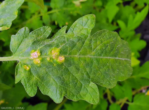 Des îlots de cellules gonflées d'eau se sont formés localement à la face supérieure du limbe de cette foliole de tomate, ils sont maintenant éclatés et nécrotiques.  <b>Intumescences</b> (oedema)