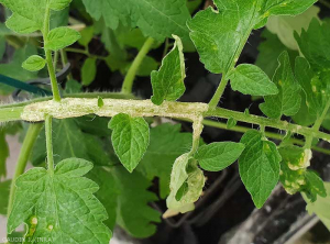 De nombreux îlots de cellules gonflées d'eau se sont formés et couvrent cette certains pétioles de cette feuille de tomate. <b>Intumescences</b> (oedema) 