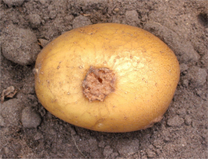 gale-commune-pomme de terre