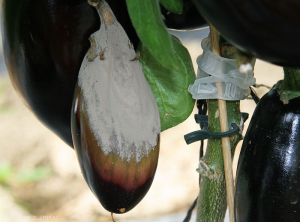 Au terme de son évolution sur un fruit, <i><b>Botrytis cinerea</b></i> le recouvre presque totalement sous la forme d'une dense moisissure grisâtre. (moisissure grise, grey mold)