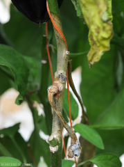 Wet, brownish lesion surrounding the stem on several centimeters of this eggplant stalk.  Note the presence of large black sclerotia on certain areas of altered tissue.  (<i> Sclerotinia sclerotiorum </i>)