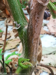 Longitudinal canker-like alteration on the stem on which cream to pink cottony pads form (sporodochia) producing numerous conidia.  <i> Fusarium oxysporum </i> f.  sp.  <i> melongenae </i>