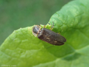 <em> Lampyris noctiluca </em> adult, Lampiridae beetle, the larva of which feeds on gastropods.