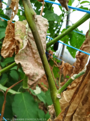 Superficial and unilateral more or less discontinuous browning of the stem.  <i> Fusarium oxysporum </i> f.  sp.  <i> melongenae </i>