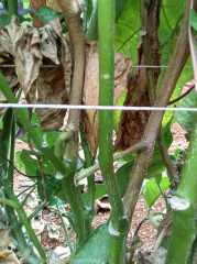 Cankerous alteration of the stem on which cream to pink cottony pads form called sporodochia producing numerous conidia.  <b><i> Fusarium oxysporum </i> f.  sp.  <i> melongenae </i></b>