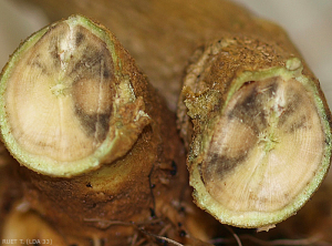 Cross sections of a weathered stem showing one-sided browning of contiguous vessels and tissues.  <b><i> Fusarium oxysporum </i> f.  sp.  <i> melongenae </i></b>