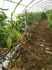 Chlorosis, drying and leaf drop, then generalized drying of the plant. Premature death of several eggplant plants in a row.<b><i> Fusarium oxysporum </i> f.  sp.  <i> melongenae </i></b>