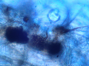 Colletotrichum14