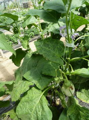 Eggplant plant with leaves showing slight leaf blade distortion and alternating light and dark green tissue (mosaic, mottling). <b>(<i>Cucumber mosaic virus</i></b>, CMV)