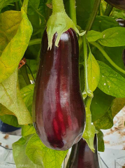 Slight deformation on fruit, showing some discoloration as longitudinal patches. <b><i>(Eggplant mottled dwarf virus</i></b>, EMDV)