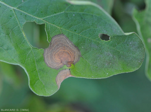 On one of these two spots, beige to brownish in color, rather prominent blackish concentric patterns are clearly visible. <i><b>Botrytis cinerea</b></i> (grey mold)