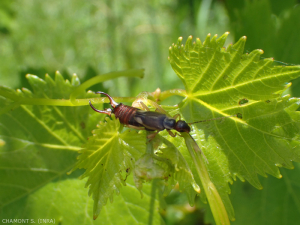 Forficule observed on young vine shoots, note the cerques at the end of the abdomen and the very short elytra.