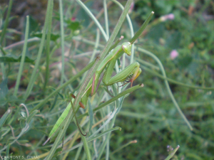 The religious mantis stands in the vegetation waiting for a prey that it will seize with its powerful forefooted legs.