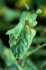 On some of these brown spots, we can see a few discreet concentric patterns. Alternaria tomatophila (early blight) 