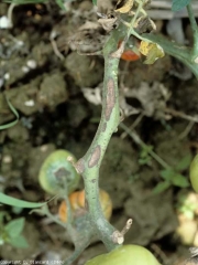 Stem lesions caused by <i> <b> Alternaria tomatophila </b> </i> (early blight).  They appear dark brown and often adorned with concentric patterns.