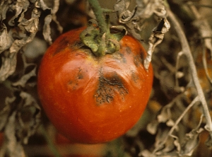 Large brown spots, slightly depressed, irregularly covered with black mold.  <b> <i> Alternaria </i> sp. </b>