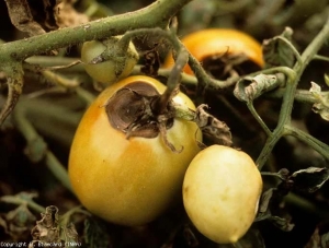 Dark brown spot, depressed, discreetly zoned, sepals necrotic.  <i> <b> Alternaria tomatophila </b> </i> (alternaria, early blight)