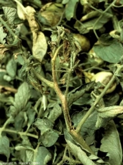 Superficial, bronze-colored necrosis located on one side of the stem at the apex of a plant.  <b> Alfalfa mosaic virus </b> (<i> Alfalfa mosaic virus </i>, AMV)